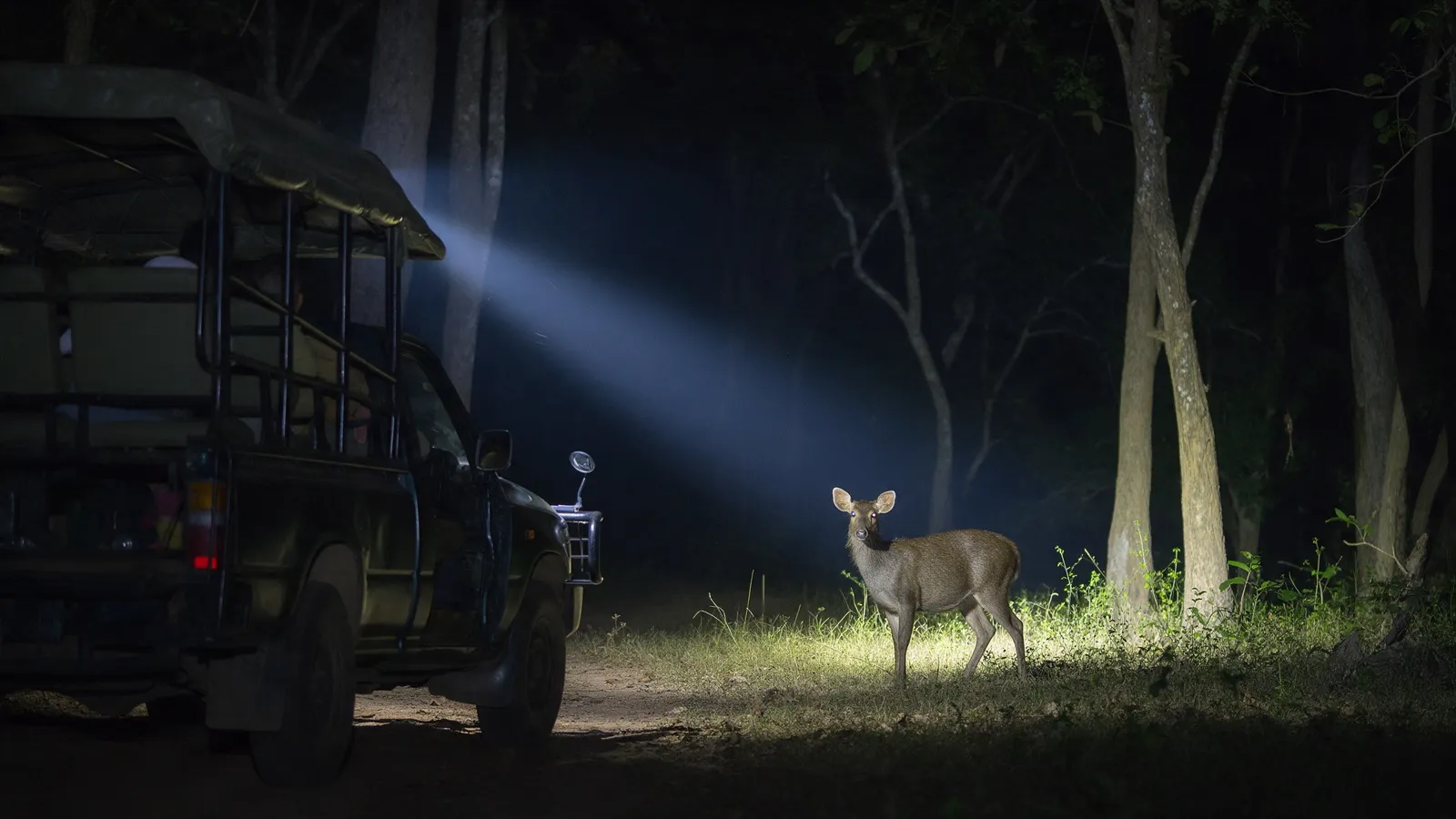 Ein Safari-Truck leuchtet mit einem Scheinwerfer in den nächtlichen Wald, am Rand des Lichts steht ein Hirsch